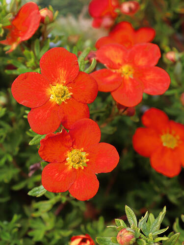Hauptbild des Artikels "Fingerstrauch Marian Red Robin"