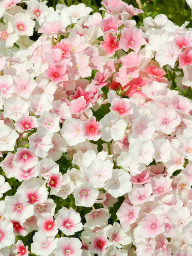 Hauptbild des Artikels "Flammenblume Blushing Bride"