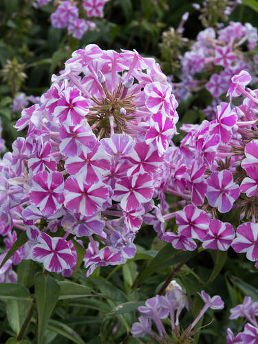 Hauptbild des Artikels "Flammenblume Natascha"