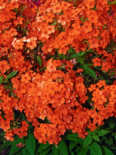 Pflanzen - Flammenblume Orange