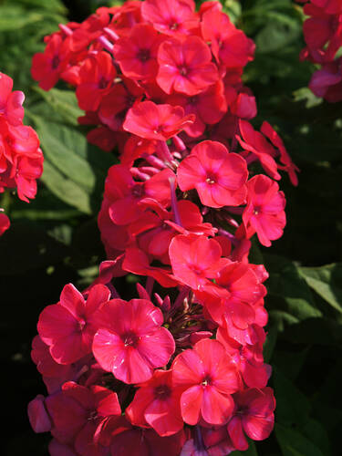 Hauptbild des Artikels "Flammenblume Starfire" aus der Kategorie "Pflanzen"
