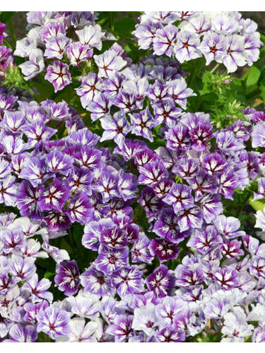 Hauptbild des Artikels "Flammenblume Sugar Stars"