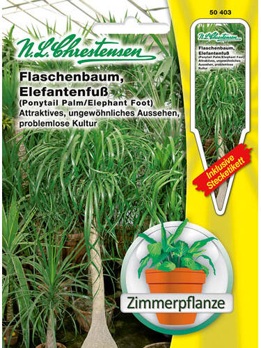 Hauptbild des Artikels "Flaschenbaum" aus der Kategorie "Samen"