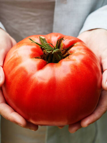 Hauptbild des Artikels "Fleischtomate Gigantomo, F1 (veredelt)"