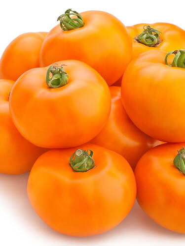 Hauptbild des Artikels "Fleischtomate Orange Queen"