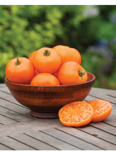Hauptbild des Artikels "Fleischtomate Orange Wellington, F1"
