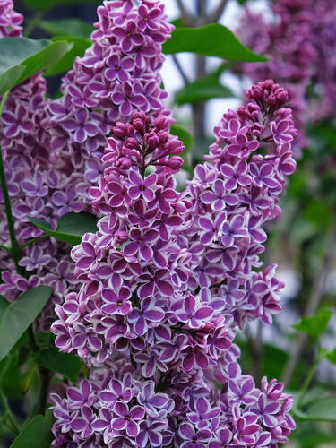 Flieder Sensation » Syringa Vulgaris Sensation | Chrestensen