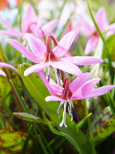 Hauptbild des Artikels "Forellenlilie Rose Queen"