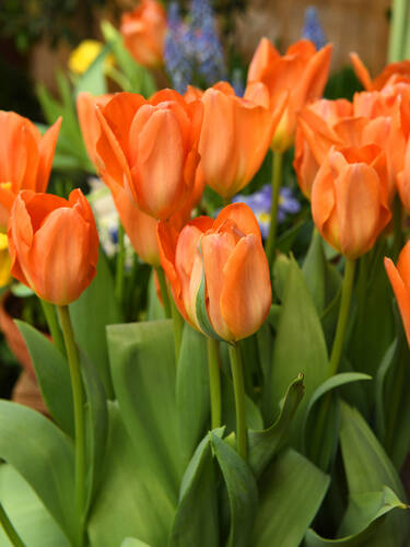 Hauptbild des Artikels "Fosteriana Tulpe Orange Emperor" (Bildbeschreibung ist in Arbeit)