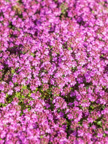 Hauptbild des Artikels "Frhblhender Thymian Red Carpet" aus der Kategorie "Pflanzen"