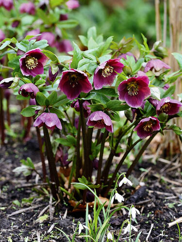 Hauptbild des Artikels "Frhlings-Christrose Red Lady"