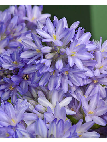 Blumenzwiebeln - Frhlingsstern/ Blaue Feuerwerksblume