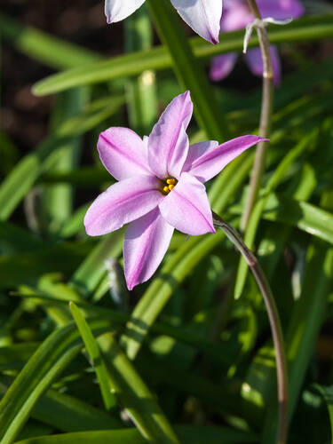 Blumenzwiebeln - Frhlingsstern Tessa