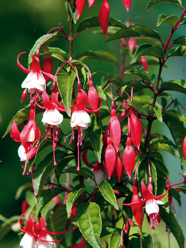 Hauptbild des Artikels "Freiland-Fuchsie Madame Cornelissen" aus der Kategorie "Ziergehlze"