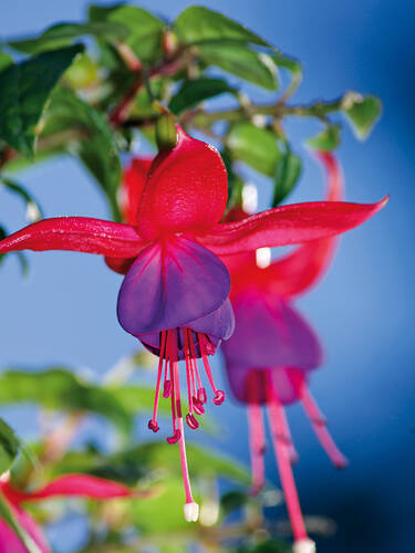 Hauptbild des Artikels "Freiland-Fuchsie Mrs. Popple"