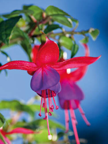 Ziergehlze - Freiland-Fuchsie Mrs.Popple