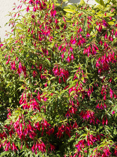Hauptbild des Artikels "Freiland-Fuchsie Riccartonii" aus der Kategorie "Ziergehlze"