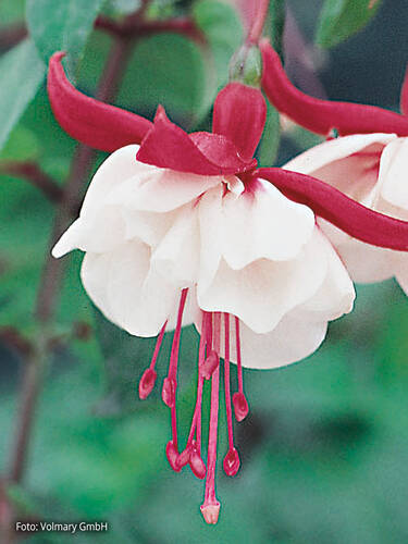 Hauptbild des Artikels "Fuchsia Swingtime" aus der Kategorie "Blumen Jungpflanzen"