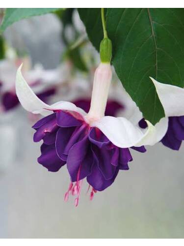 Hauptbild des Artikels "Fuchsie Deep Purple" aus der Kategorie "Blumen Jungpflanzen"