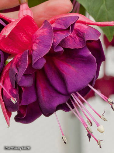 Hauptbild des Artikels "Fuchsie Marbeller Magenta-Purple"