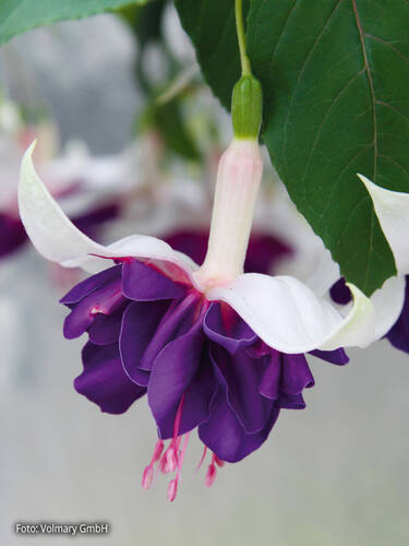 Hauptbild des Artikels "Fuchsie XL Flowers Deep Purple" (Bildbeschreibung ist in Arbeit)