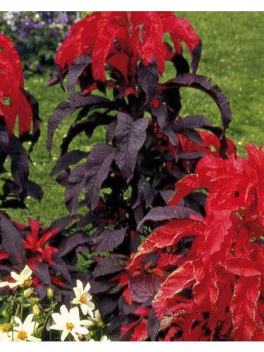 Hauptbild des Artikels "Fuchsschwanz Early Splendor"