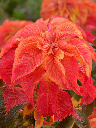 Hauptbild des Artikels "Fuchsschwanz Illumination"