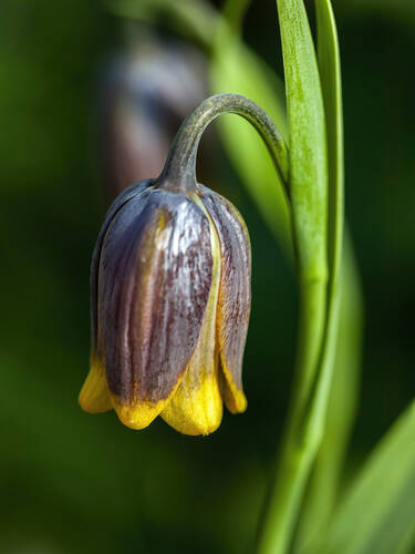 Blumenzwiebeln - Fuchstrauben-Schachblume