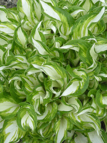 Hauptbild des Artikels "Funkie Kiwi Spearmint"