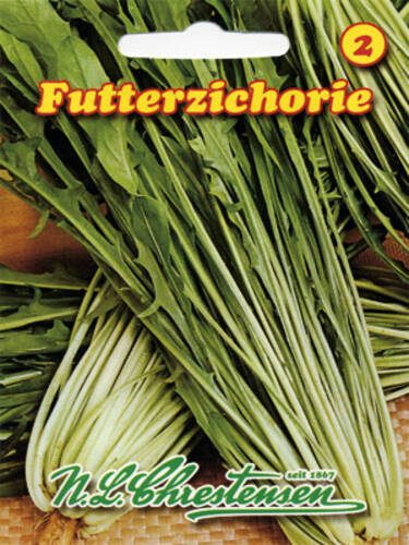 Hauptbild des Artikels "Futterzichorie"