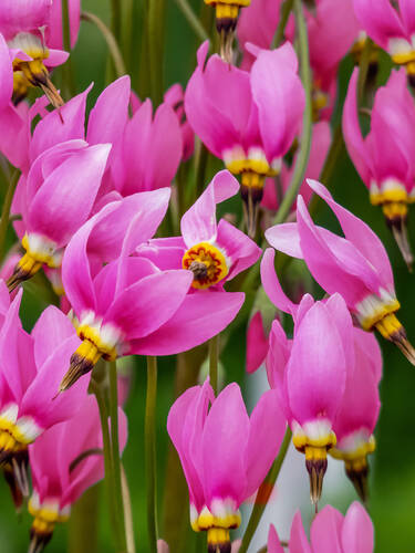 Hauptbild des Artikels "Gtterblume"