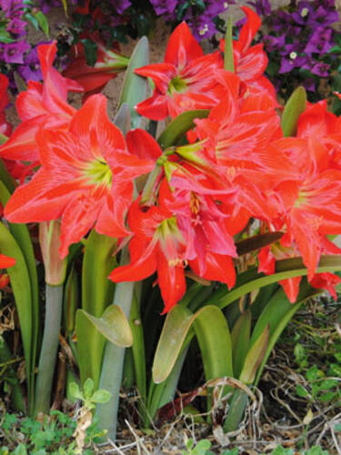 Garten-Amaryllis Garden Fire