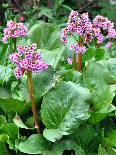 Hauptbild des Artikels "Garten-Bergenie"