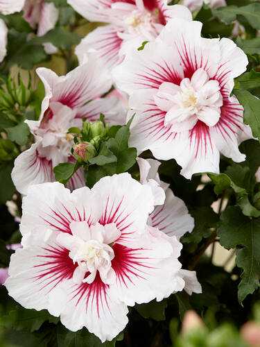 Ziergehlze - Garten-Eibisch Starburst Chiffon