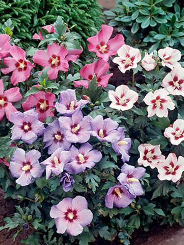 Garten-Eibisch Tricolor