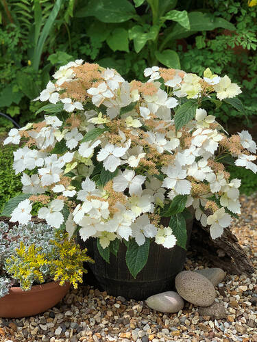 Hauptbild des Artikels "Garten-Hortensie Bridal Bouquet"