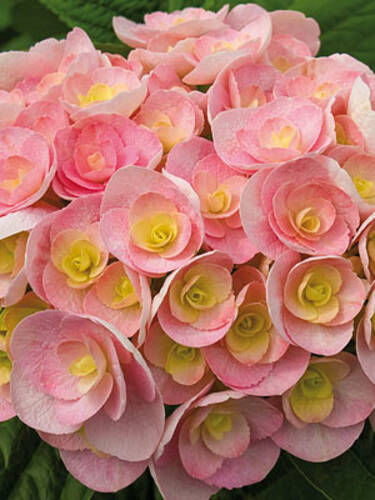 Hauptbild des Artikels "Garten-Hortensie Love"