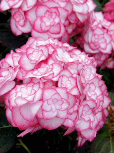 Hauptbild des Artikels "Garten-Hortensie Miss Saori"