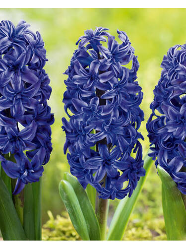 Hauptbild des Artikels "Garten-Hyazinthe Blue Magic" aus der Kategorie "Blumenzwiebeln"