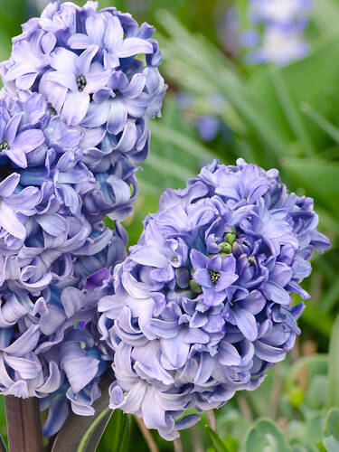 Blumenzwiebeln - Garten-Hyazinthe City of Bradford