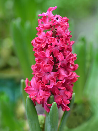 Hauptbild des Artikels "Garten-Hyazinthe Jan Bos" aus der Kategorie "Blumenzwiebeln"