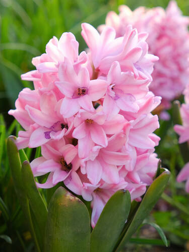 Hauptbild des Artikels "Garten-Hyazinthe Pink Elephant" aus der Kategorie "Blumenzwiebeln"