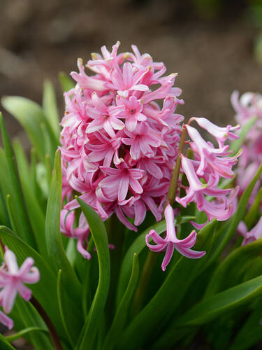 Hauptbild des Artikels "Garten-Hyazinthe Pink Pearl"