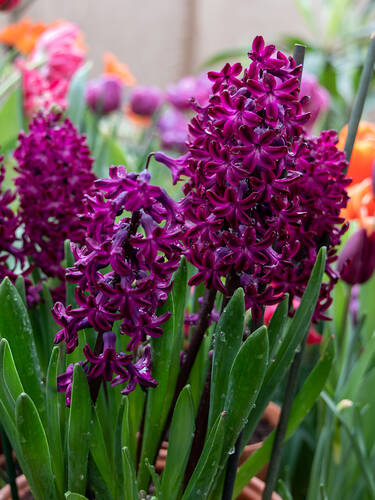 Blumenzwiebeln - Garten-Hyazinthe Woodstock