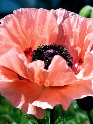 Hauptbild des Artikels "Garten-Mohn Prinzessin Victoria Louise" aus der Kategorie "Pflanzen"
