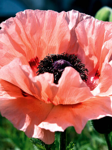 bienenfreundliche - Garten-Mohn Prinzessin Victoria Louise