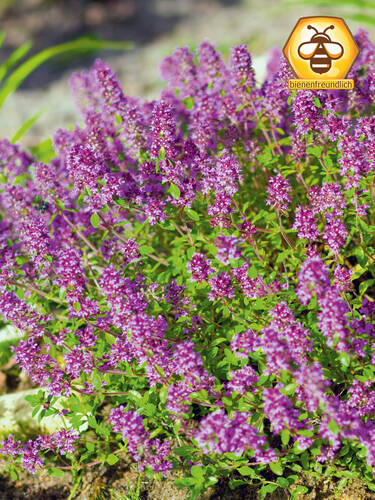 Hauptbild des Artikels "Garten-Thymian Magic Carpet" aus der Kategorie "Steingartenpflanzen"