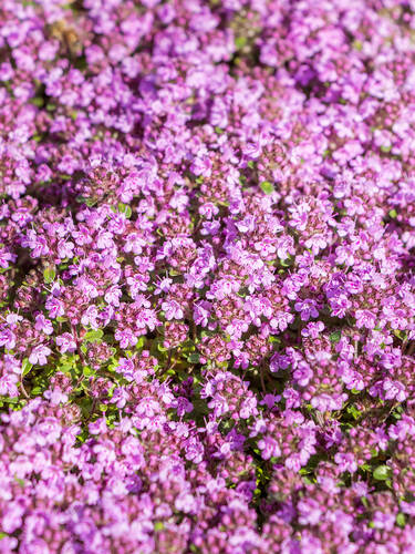 Steingartenpflanzen - Garten-Thymian Red Carpet