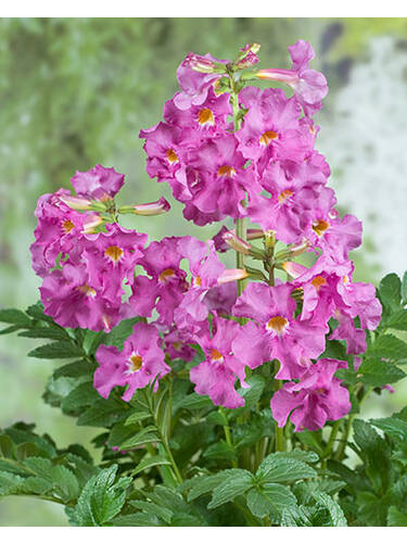 Hauptbild des Artikels "Gartengloxinie Pink" aus der Kategorie "Blumenzwiebeln"