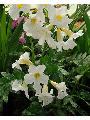 Hauptbild des Artikels "Gartengloxinie Snow Top" aus der Kategorie "Blumenzwiebeln"